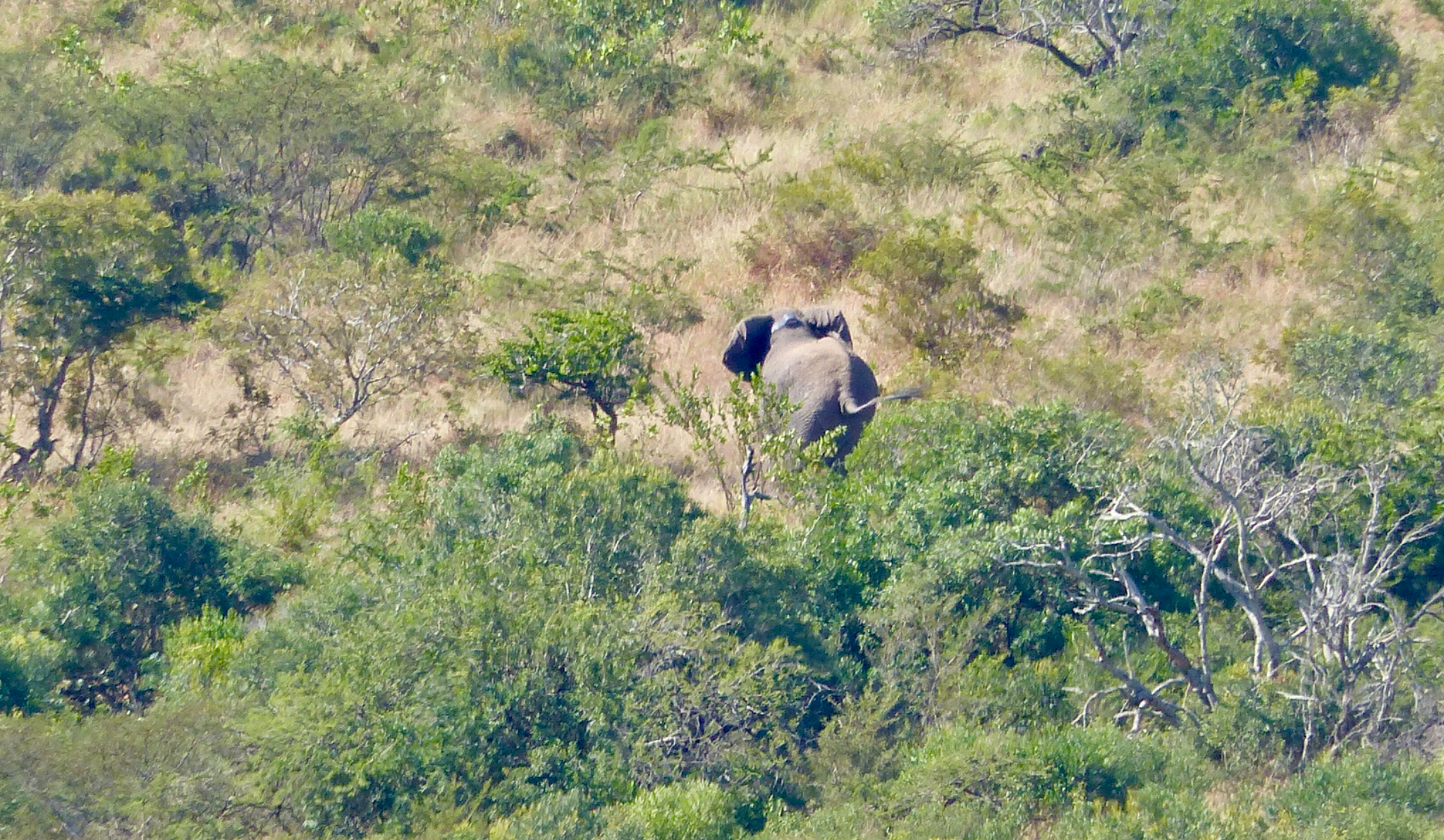 Elephant taking off after coming to after waking up from the tranquilizer